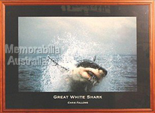 Great White Shark Print 3
