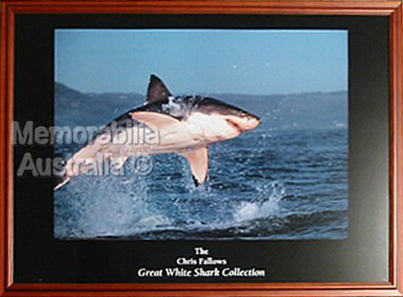 Great White Shark Print 5