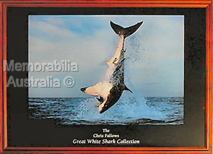 Great White Shark Print 6